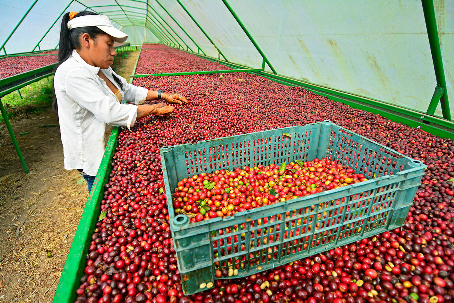 Nicaragua La Bastilla Honey Processed