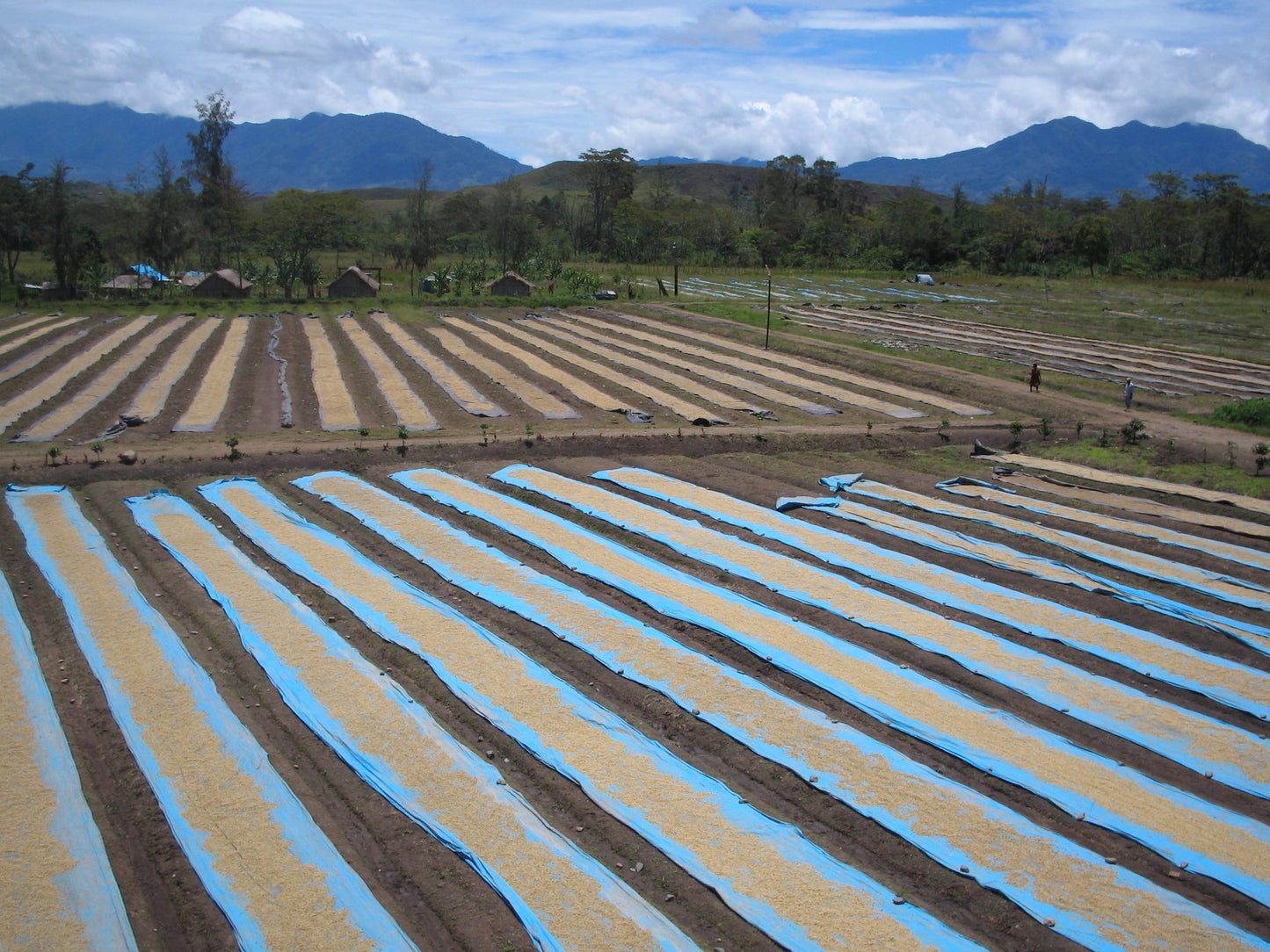 Papua New Guinea Peaberry